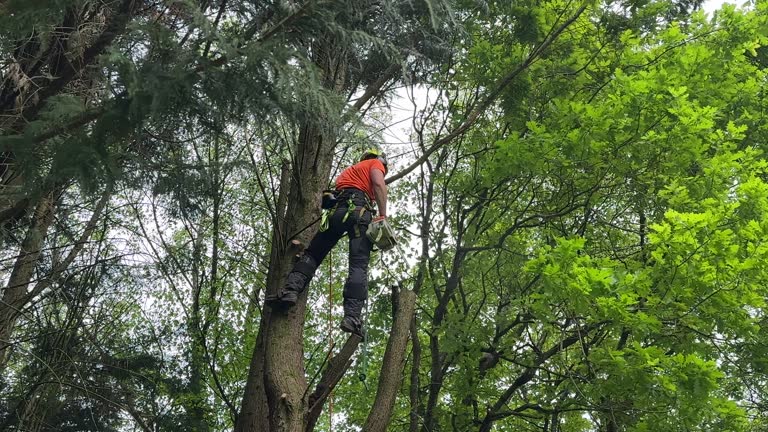 Best Fruit Tree Pruning  in Livermore, CA